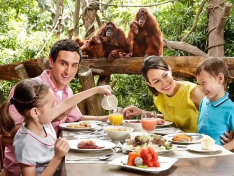 breakfast with orangutan