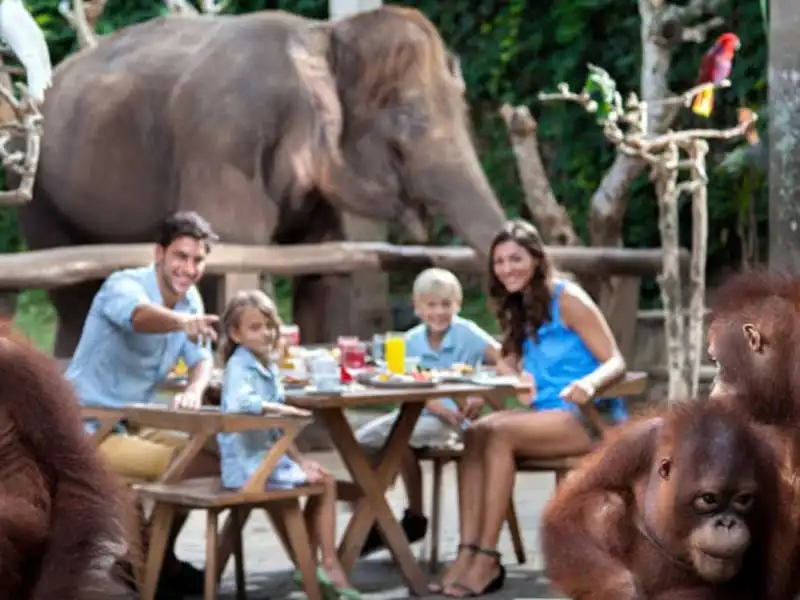 breakfast with orangutan