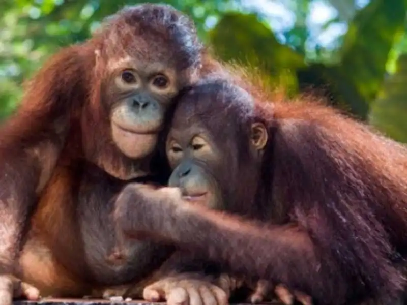 breakfast with orangutan