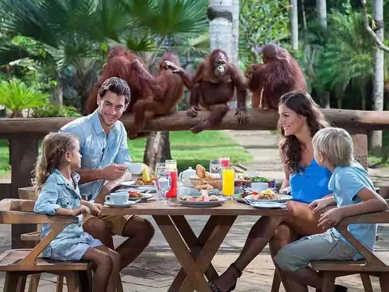 breakfast with orangutan