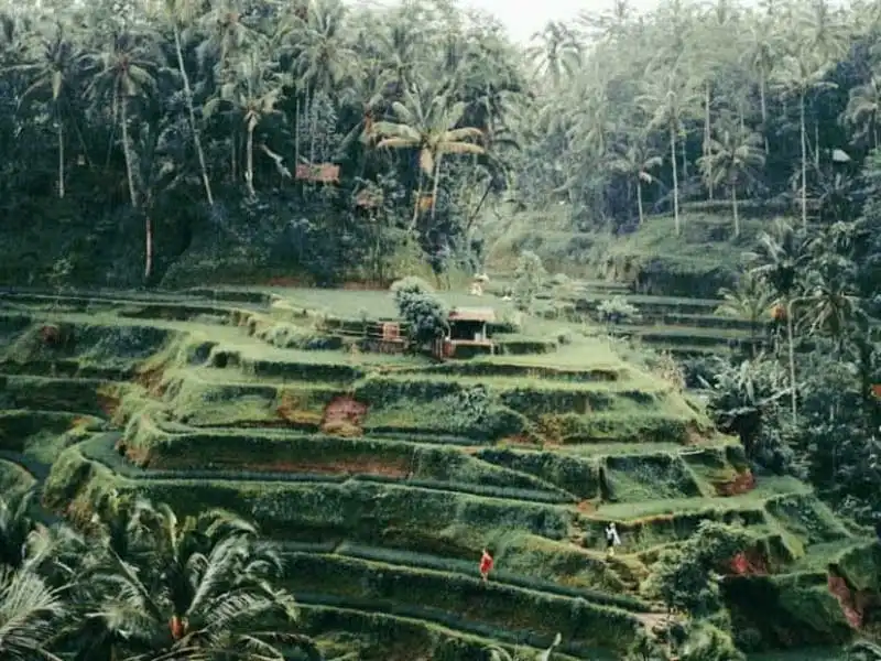 tegalalang rice terrace