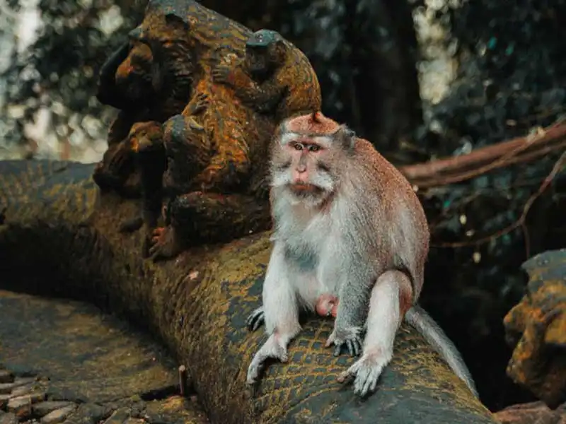 ubud monkey forest