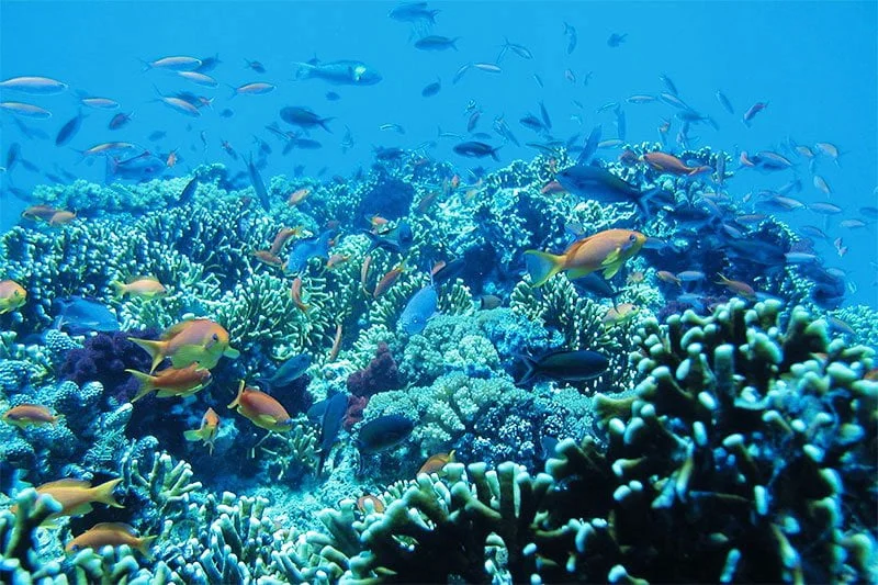 The Best Snorkeling Spots in Bali